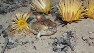 La très virale grenouille du désert désormais "vulnérable", les mollusques des grands fonds en danger