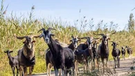 Envahie par des chèvres, une île italienne croule sous les demandes d'adoption