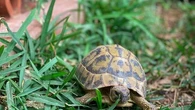 J'ai adopté une tortue de terre : voici tout ce que je dois savoir pour en prendre le plus grand soin et assurer son bien-être