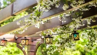 Ces trois plantes grimpantes vont embellir votre pergola en un rien de temps !