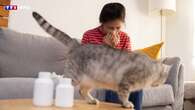 Je suis allergique aux chats : quelles solutions pour soulager les symptômes ?