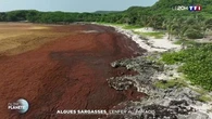 Algues sargasses : l'enfer au paradis