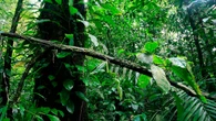 Climat : pourquoi 20 Français vont passer 40 jours dans la jungle