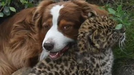 "C'est surnaturel" : l'amitié improbable entre un chien et un bébé panthère orphelin dans les Pyrénées-Orientales