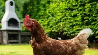 "Imposer des poules à ses voisins avec les nuisances sonores, ça n’est vraiment pas la bonne méthode" : ces règles à respecter pour accueillir des poules dans son jardin