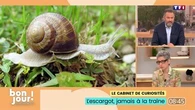 Le cabinet de curiosités : L'escargot, jamais à la traîne