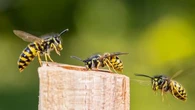 Pourquoi les guêpes sont-elles plus nombreuses certains étés ?