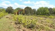 REPORTAGE - Aléas climatiques : ces agriculteurs qui se tournent vers des cultures plus rentables