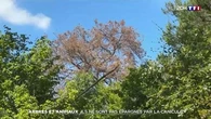 Arbres et animaux : ils ne sont pas épargnés par la canicule