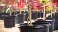Les arbres que j'ai achetés dans une jardinerie ne poussent pas, ai-je droit à un remboursement ? Le 13H à vos côtés