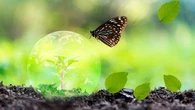 Protection de la biodiversité : pourquoi l'État se retrouve à nouveau devant la justice vendredi