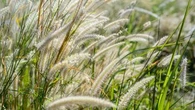 "Effet cocktail" : pourquoi les allergies aux pollens s'aggravent-elles durant les périodes de canicule ?