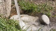 "Vomissements et diarrhées aiguës" : des randonneurs intoxiqués après avoir bu de l'eau d'un ruisseau