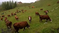 Dermatose nodulaire : 2.600 vaches, bloquées dans les alpages, n'ont pas le droit de redescendre