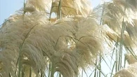 "Il y en a partout" : la pampa, une plante interdite en France, prolifère dangereusement