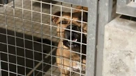 "C'est hyper mignon... mais ça grandit vite" : les chiens dangereux abandonnés saturent les refuges de la SPA