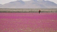 Chili : les images étonnantes du désert le plus aride du monde recouvert de milliers de fleurs