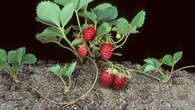 Comment doper très facilement votre prochaine production de fraises ?