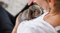"Les lapins sont très expressifs" : que veut vraiment vous dire votre lapin ? Une vétérinaire vous dit tout sur votre compagnon