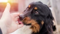 "Ce sont des comportements ancestraux" : position de la queue, lèche, destruction… une vétérinaire décrypte les habitudes de votre chien