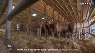 Ferme aux deux mille bovins dans le Limousin : un projet qui divise