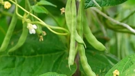 Nains, grimpants… Comment réussir la culture de ses haricots verts ?