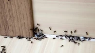 Nos conseils pour se débarrasser efficacement des fourmis sans insecticides