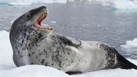 Cet animal sauvage chante aussi juste que des airs des Beatles ou de Mozart