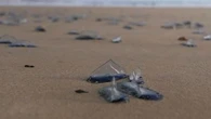 "Une quantité impressionnante" : mais pourquoi ces méduses bleues envahissent-elles les plages de Vendée ?