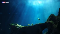 La "neige marine", ce phénomène sous-estimé qui permet à l'océan de stocker plus de CO2 que prévu