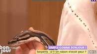 "Ces animaux ont peur de l'homme, ils n'attaquent pas" : ces préjugés qui entourent les serpents, selon une vétérinaire