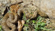 En Espagne, une femme découvre un serpent chez elle et l'enferme dans la machine à laver en attendant la police