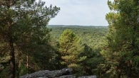 Incendie en forêt de Fontainebleau : comment cet immense "poumon vert" près de Paris a été préservé jusqu'à nos jours