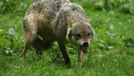 Le nombre de loups en France n'augmente presque pas… mais les attaques sont en hausse