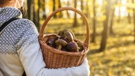 Avez-vous le droit de vendre les produits récoltés dans une forêt ?