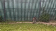 "On a fait une barrière humaine" : fin de cavale pour l'un des deux wallabies en fuite entre la France et la Belgique
