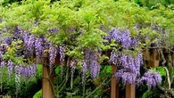 Fougueuse, spectaculaire, grimpante... cette plante adorée des Français a besoin d'être maîtrisée