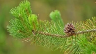 Ne jetez plus les épines de pin dans votre jardin, elles peuvent être très utiles pour vos plantes