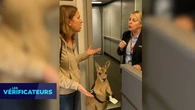 VÉRIF' - Non, un kangourou n'a pas été refusé à l'embarquement d'un avion