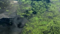 Alerte aux cyanobactéries : quels dangers représentent-elles pour la santé humaine et animale ?