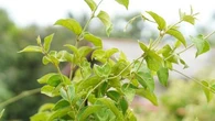 Cette plante magique vous aide à lutter contre les envies de sucre