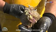 Rapana : le bulot géant venu d'Asie