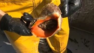 "C'est vraiment un prédateur" : le Rapana, ce bulot géant venu d'Asie qui perturbe la pêche en Charente-Maritime