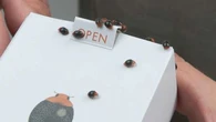 "Le feuillage devient rougeâtre" : et si cette petite coccinelle italienne pouvait sauver les pins du Var ?