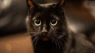"Ils mettent deux fois plus de temps à trouver une famille" : pourquoi les chats noirs sont-ils encore victimes de superstition ?