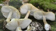 Australie : une femme reconnue coupable d'un triple meurtre aux champignons vénéneux