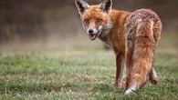 "Un renard qui ne craint plus les humains est un renard mort" : ce vétérinaire vous explique pourquoi vous ne devriez pas essayer de domestiquer cet animal