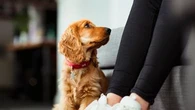 Ce qu'il faut absolument savoir avant d'acheter un collier à votre chien