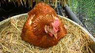 Cette technique répandue pour aider les poules à pondre est-elle vraiment efficace ?