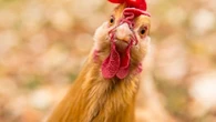 Les poules sont dotées d'un système digestif fragile : ces aliments que vous ne devez jamais leur donner à manger